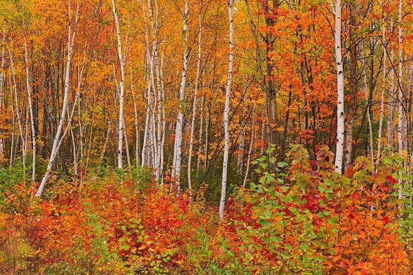 Canada-New Brunswick-Gagetown Acadian forest in autumn foliage